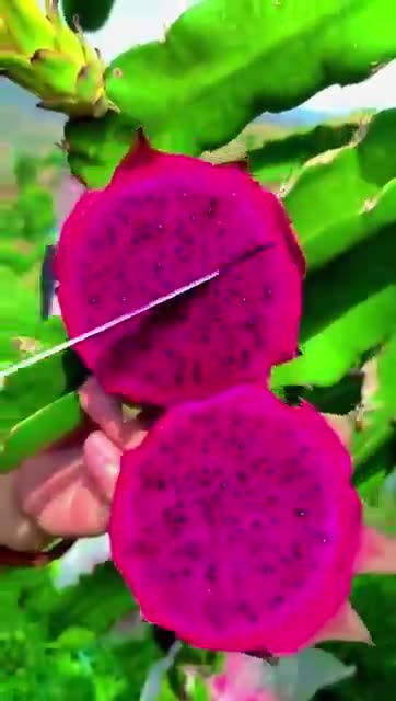 enjoy amazing fruits of china