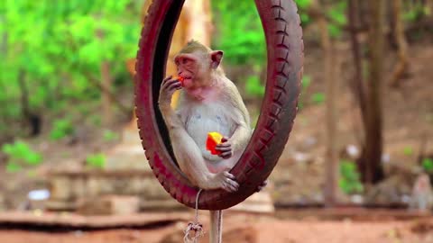 monkey eating fruit in a hanging tyre