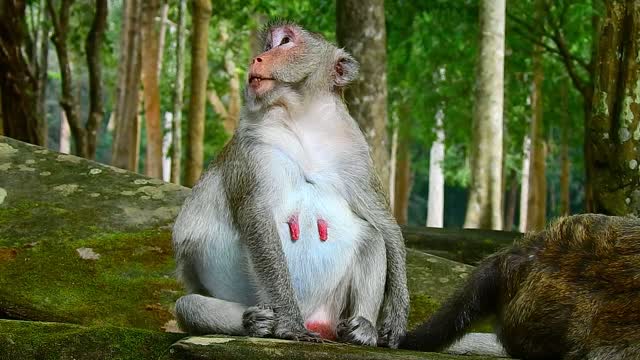 Funny Animal# love each other #43#love animal.