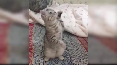 Baby cat funny videos