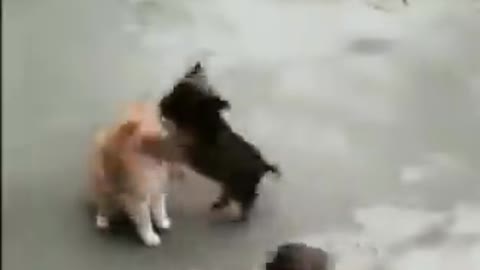 Cat is in for the fight of its life…😏😂🐈🐶