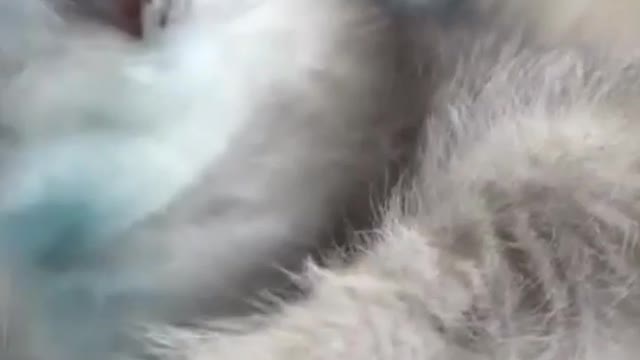 🐈🐈😺😺