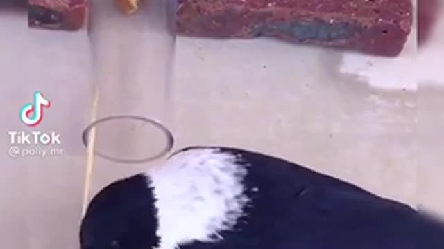 Smart bird