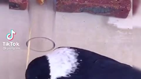 Smart bird
