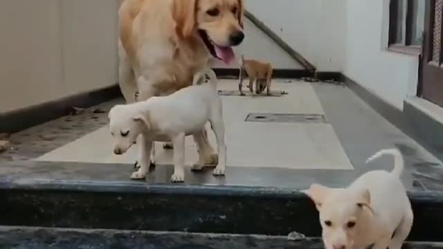 Cute dog video🥀❤️