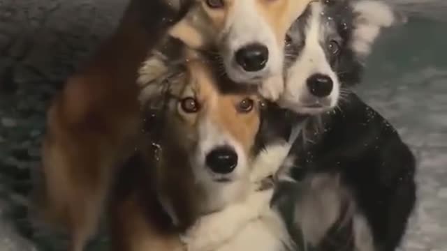 My dog brothers. I'm the boss, right