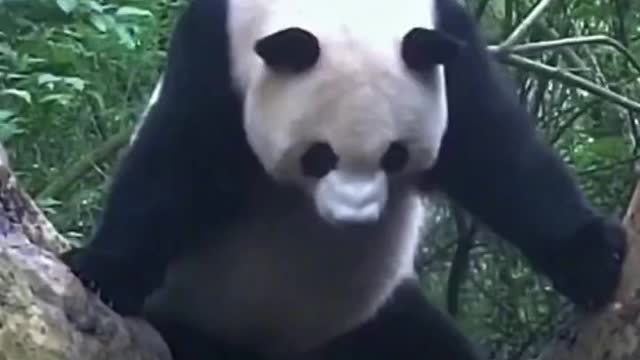 Kung Fu Panda dance you haven't seen