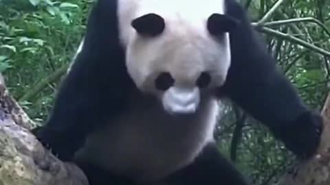 Kung Fu Panda dance you haven't seen