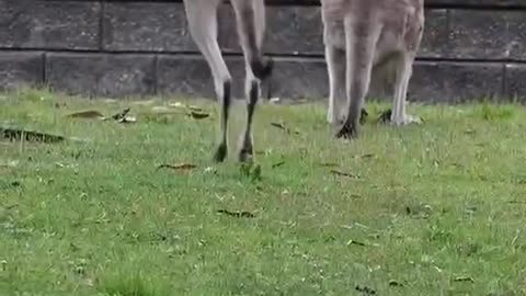 The kangaroos are not dancing gracefully