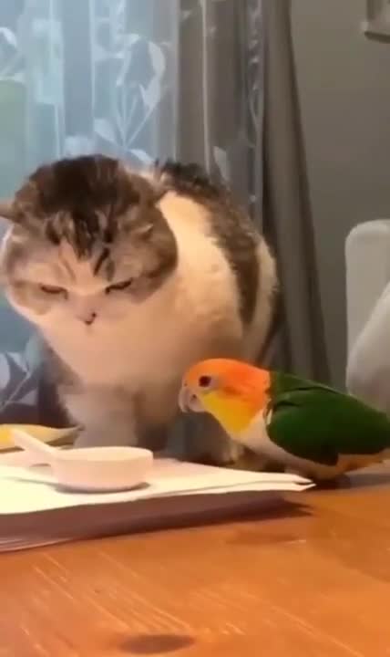 The best confrontation since Batman vs Superman