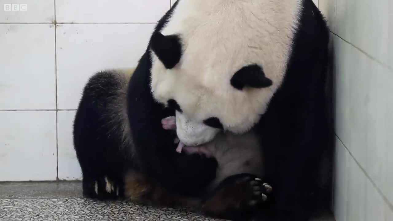 Birth Of Baby Panda / Pandas Babies