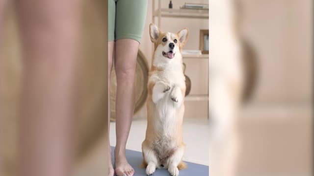 The dog exercising with owner | animal exercising