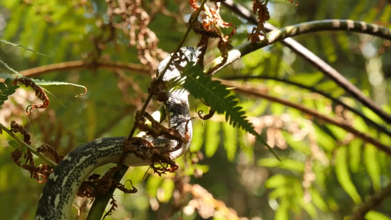 Python snake in rainforest fern tree - Diamond Python