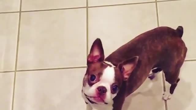 Collab copyright protection - brown dog trying to catch blue ball