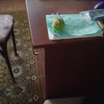 A green budgie is sitting on a table.