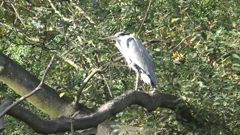 Heron / Czapla