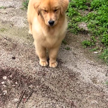 Nikki Dog Funny video 🥰 |Funny animal videos| try not to laugh