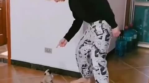 A dog who likes to turn in circles
