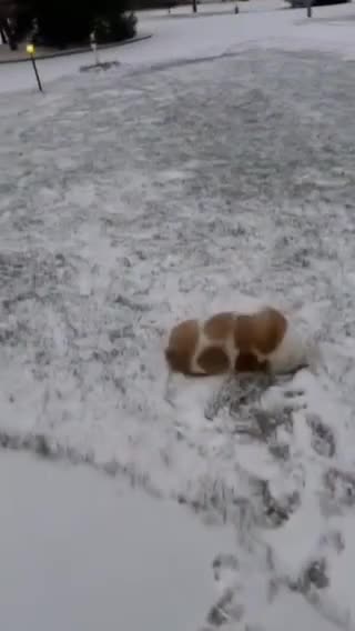 Yayy snow 🐾😂.