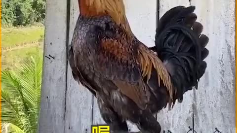 The cock does not lay eggs to wake people up.