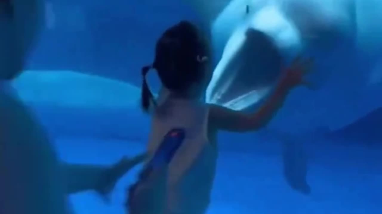 Beluga Whale Screams At Kid