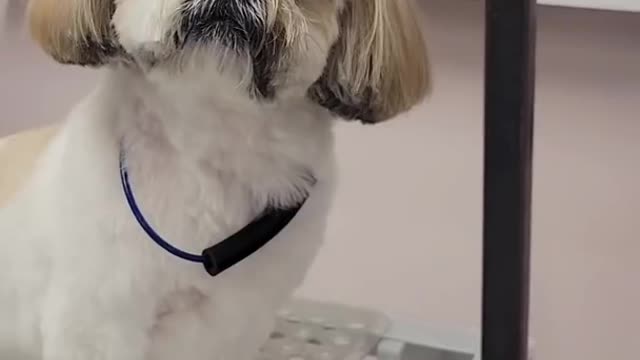 This dog did something terrible, and hilarious- Our pets