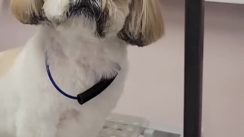 This dog did something terrible, and hilarious- Our pets