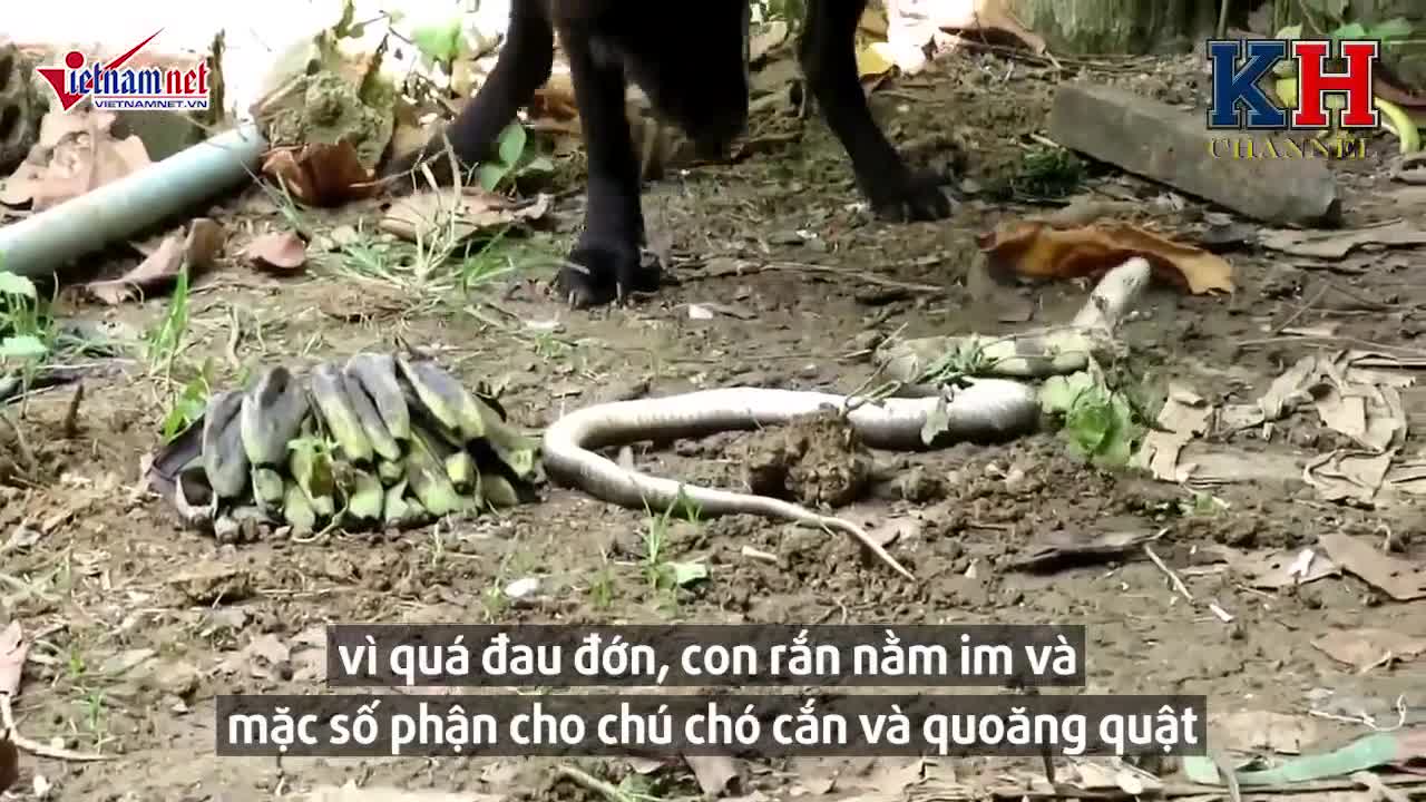 Bị chó nhà tấn công dữ dội, rắn hổ mang chết thảm