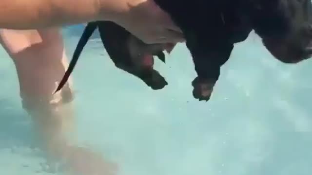 Little dog cutely tries to swim, keeps swimming even out of pool.