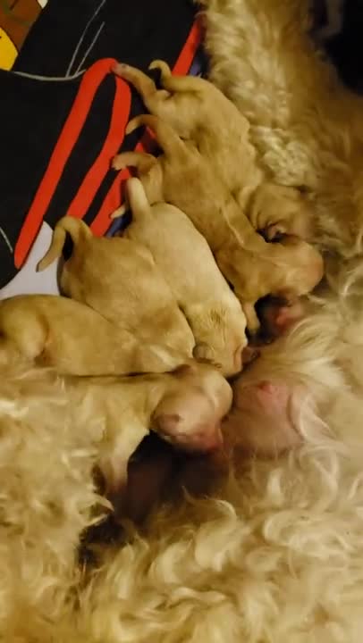 ~Mama~ Joy introduces 8 goldendoodles 7.26.21