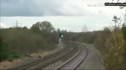 Train accident with animals