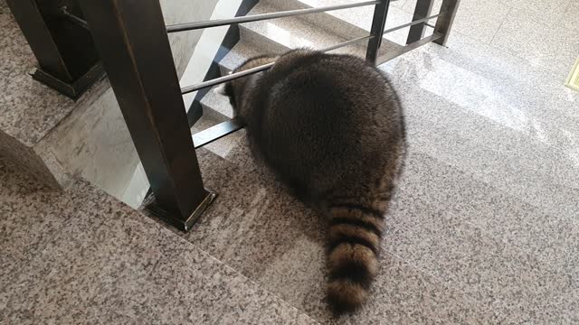 Raccoon eats breakfast and goes for a walk around.