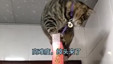 Cat Plays Out Of Site Out Of Mind: Try Not To Laugh Or Chuckle