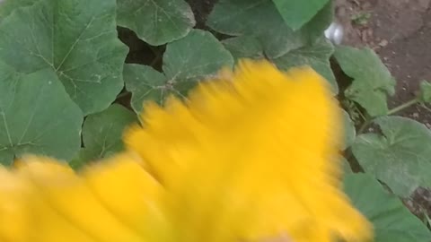 Hand pollinating your squash