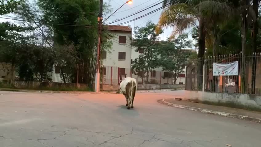 and an ox lost in the street