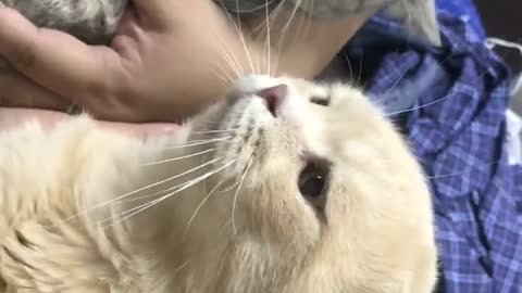 CAT CRYING WITH TEARS