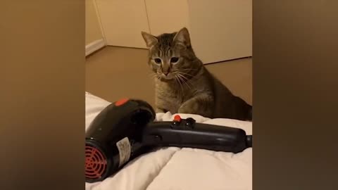 Cat or hair dryer? Who will win?