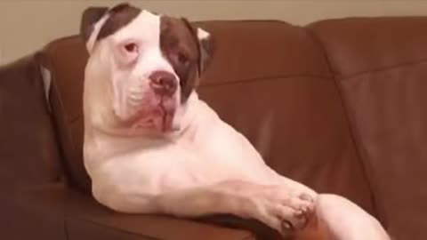 Funny animal videos that make you laugh 😄