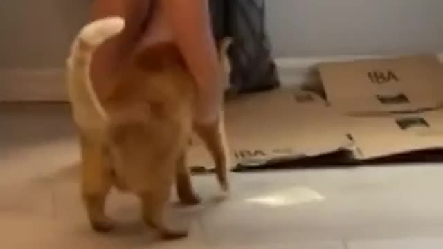 Please don’t be harsh on the cat instead handle the cat with care…!😊 Thanks…!