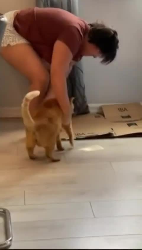 Please don’t be harsh on the cat instead handle the cat with care…!😊 Thanks…!