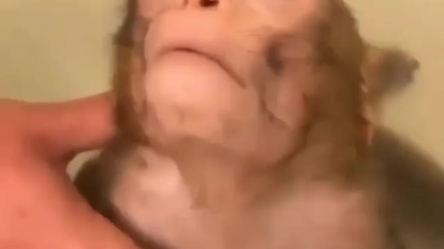 Relex monkey