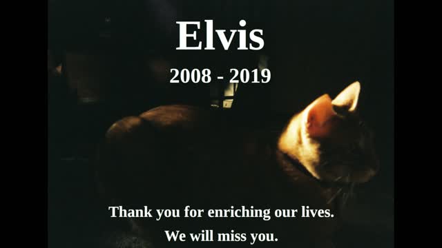 Tribute to Elvis the Cat