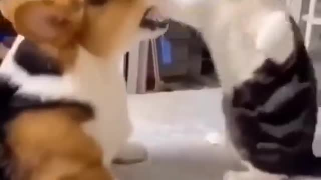 Cat vs dog fight 🤣 funny scene