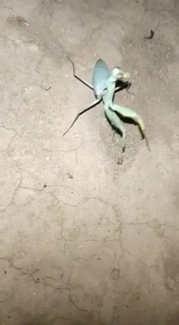 Dansing Rhombodera extensicollis