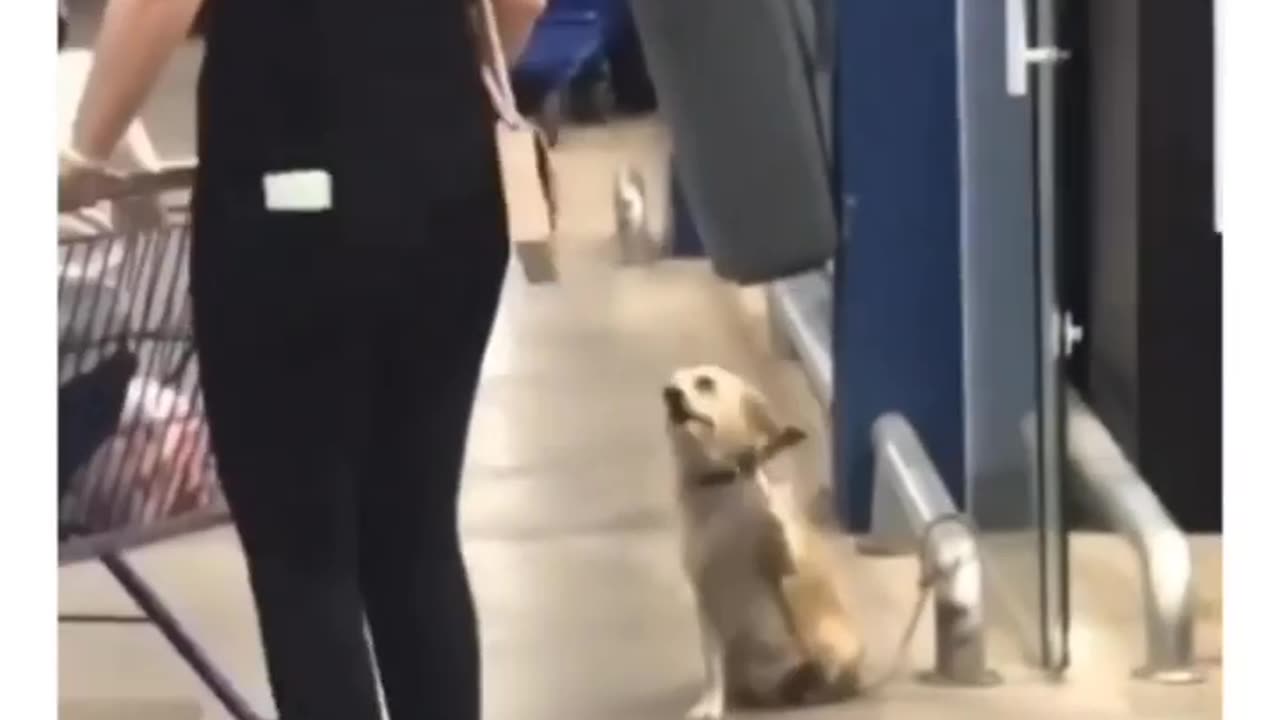 Dog says goodbye to everyone who leaves the store