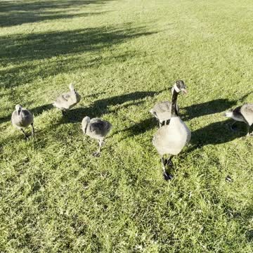 Geese and chicks are amazing birds