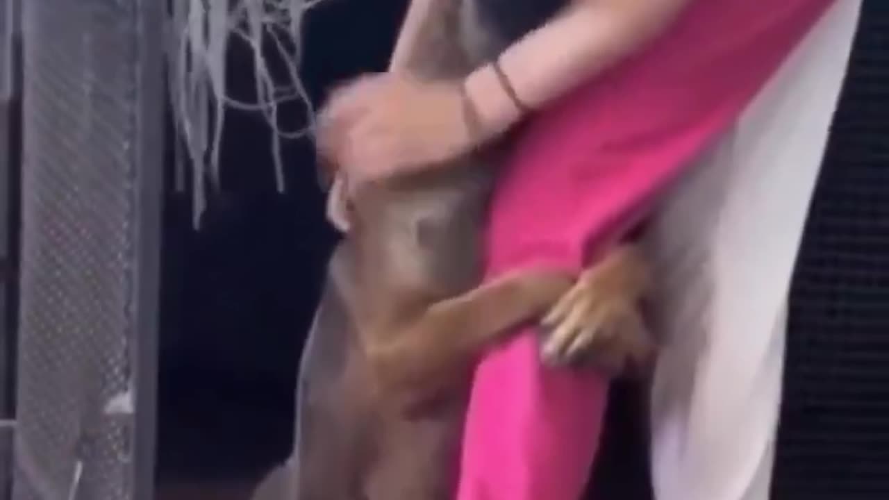 Dog's heartwarming reaction to being rescued.. 🥺