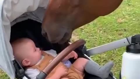 Baby meets horse for the first time, instant friendship ensues