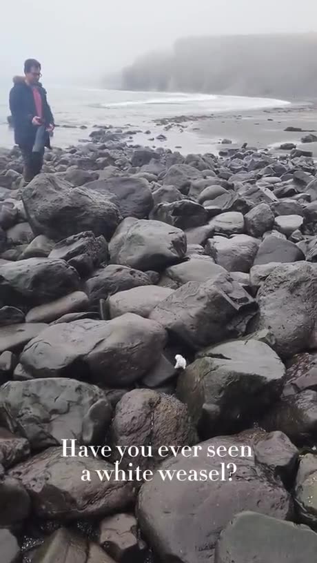 WINTER 1973; 20 MILES FROM CANADA, WHITE ERMINE