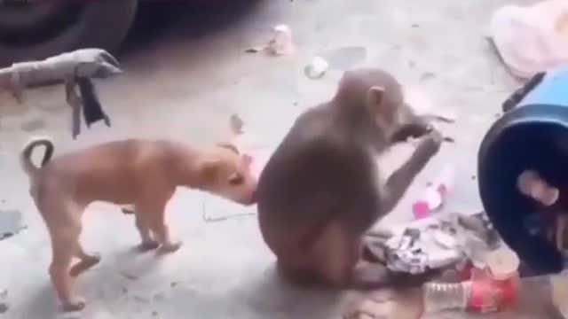 Dog and monkey comedy video #rumble #Funny